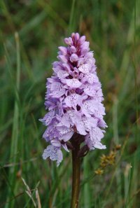 One of many Spotted Orchids